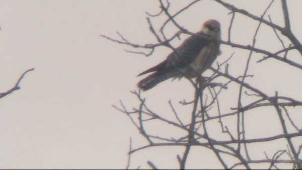 Red-footed Falcon photo