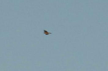 Richards Pipit