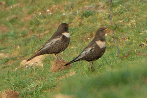 Ring Ouzel