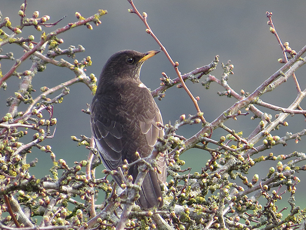 Ring Ouzel