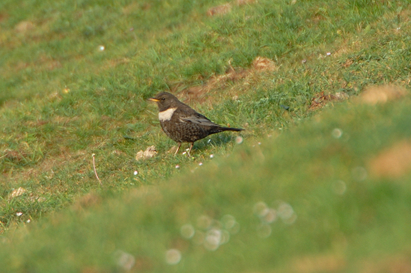 female Ring Ouzel