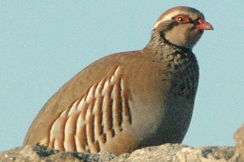 Red-legged Partridge