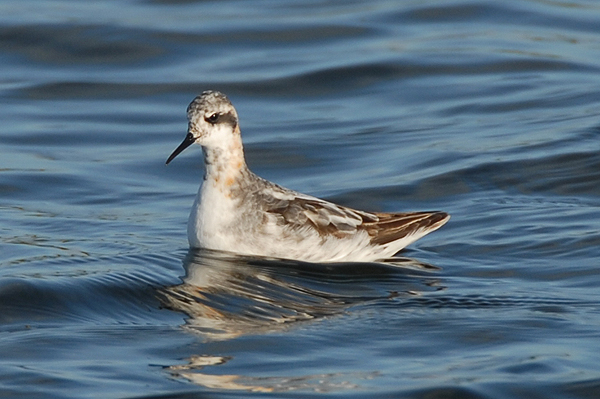 Photo of Red-necked Phalarope