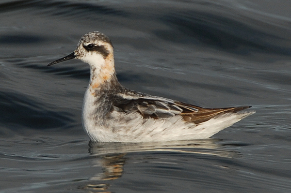 Photo of Red-necked Phalarope