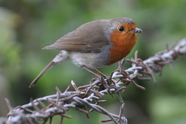 Eurasian Robin