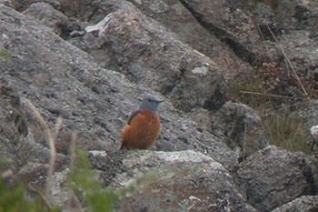 Rock Thrush