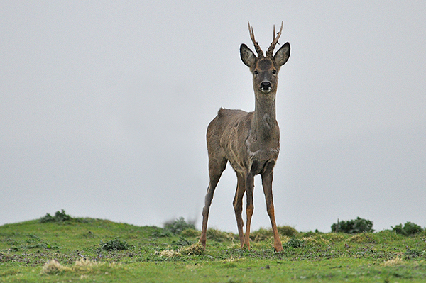 Roe Deer