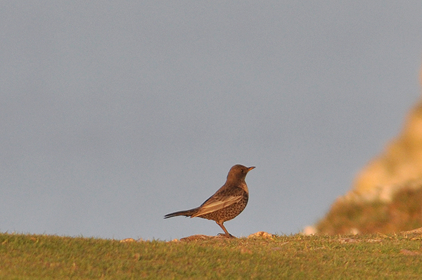 Ring Ouzel