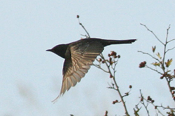 Ring Ouzel