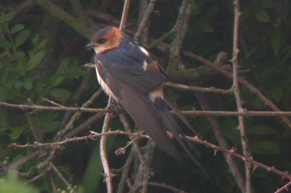 Red-rumped Swallow