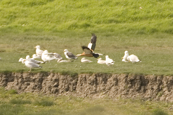 Ruddy Shelduck