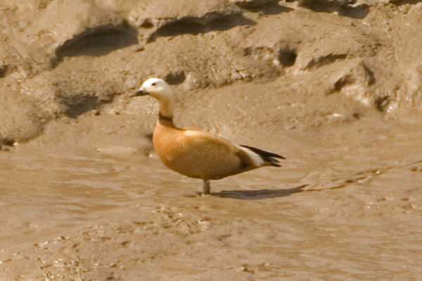 Ruddy Shelduck