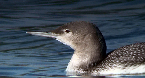 Red-throated Diver