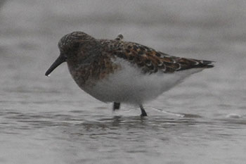 Sanderling