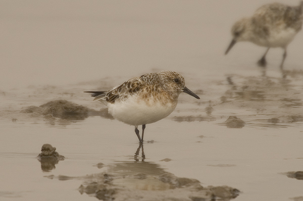 Sanderling