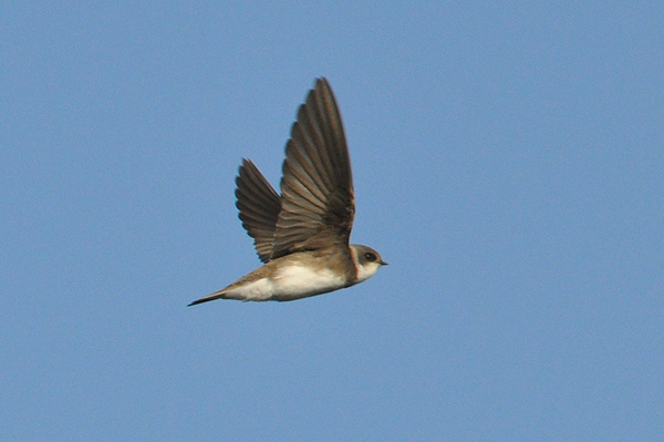 Sand Martin