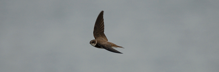 photo of Sand Martin