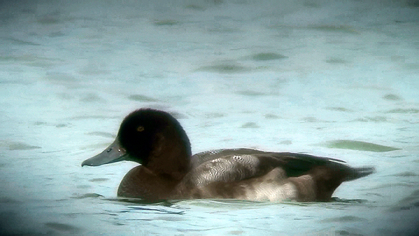 Greater Scaup