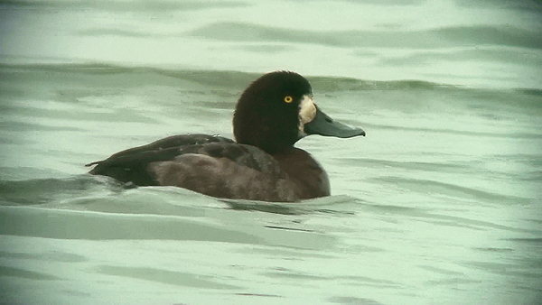 Scaup