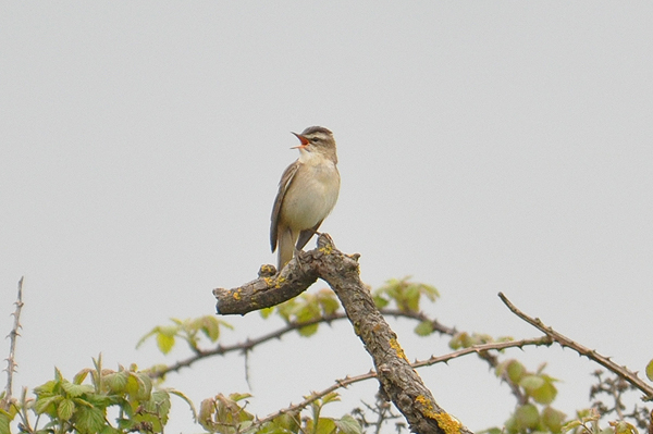 Sedge Warbler