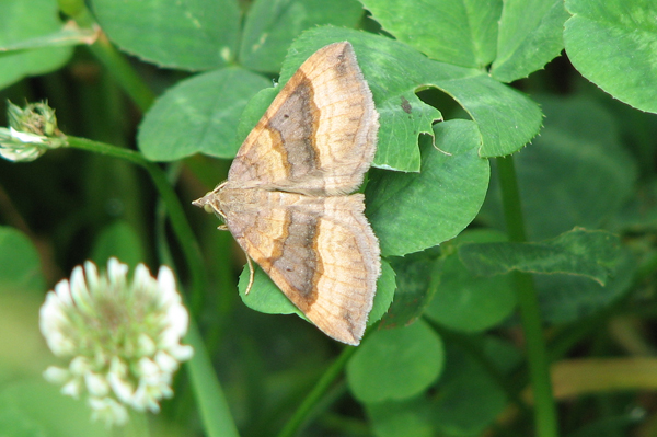 Shaded Broad-bar