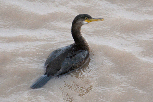 Shag