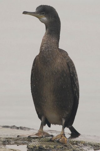 immature Shag Clevedon Boating Lake