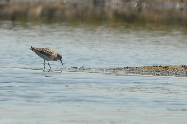 Sharp-tailed Sandpiper Oare Marshes.