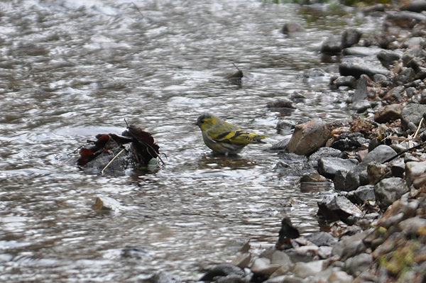 Siskin