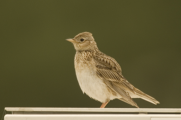 Skylark