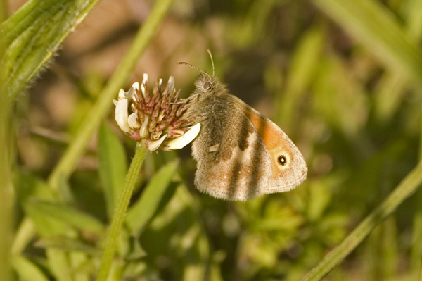 Small Heath