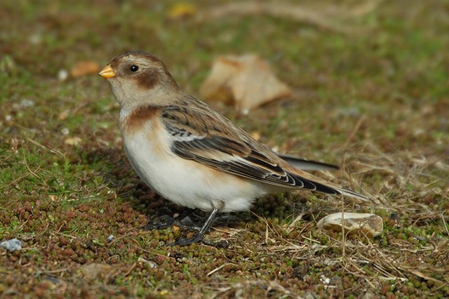 Snow Bunting