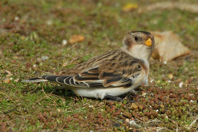 Snow Bunting