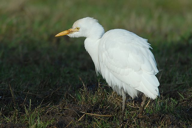 Cattle Egret