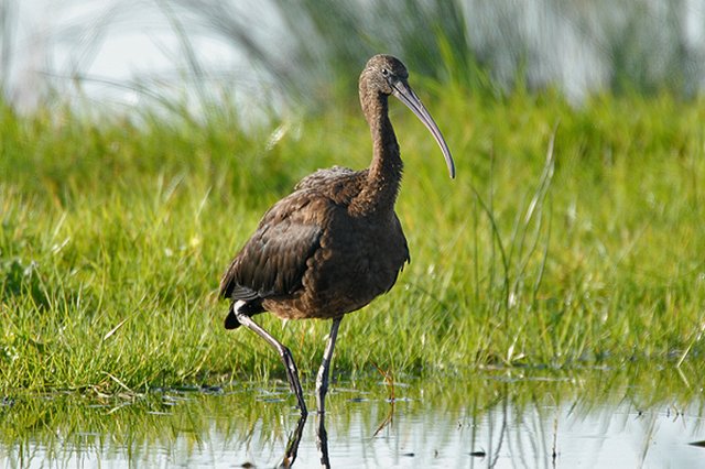 Glossy Ibis