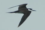 Sooty Tern