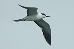 Sooty Tern