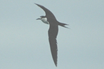Sooty Tern