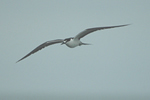 Sooty Tern