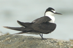 Sooty Tern