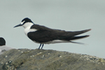 Sooty Tern