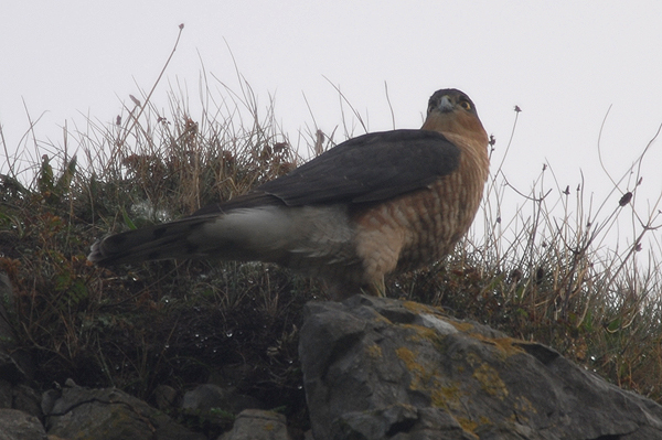 male Sparrowhawk