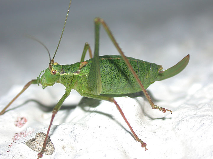 Speckled Bush Cricket