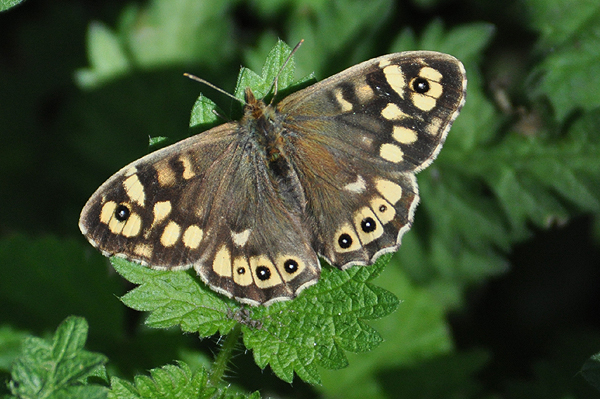 Speckled Wood 