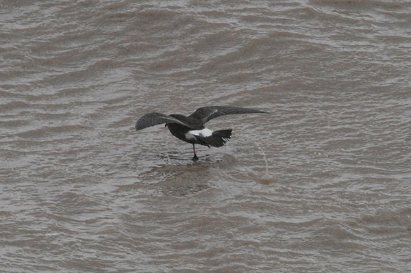 Storm Petrel