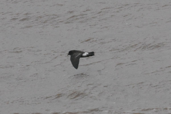 Storm Petrel