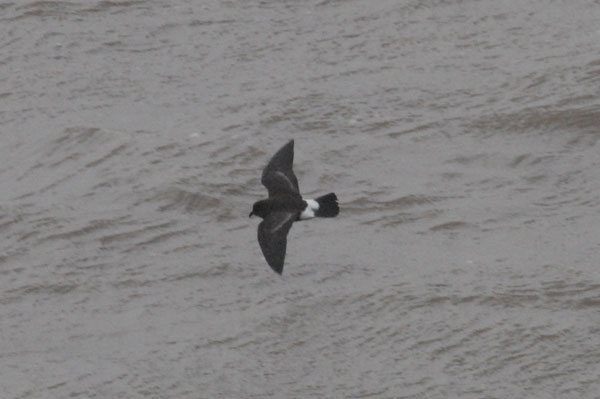 Storm Petrel