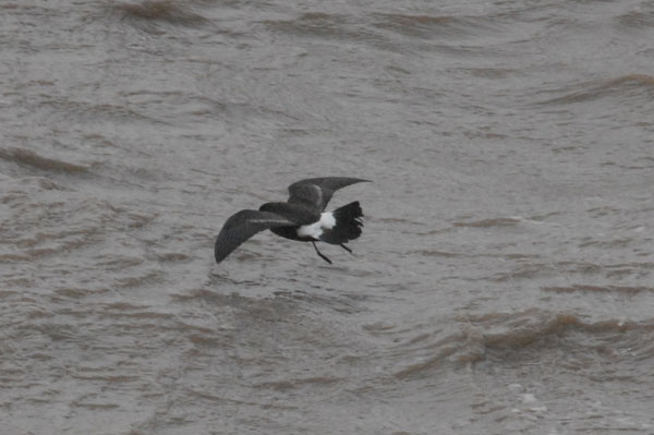 Storm Petrel