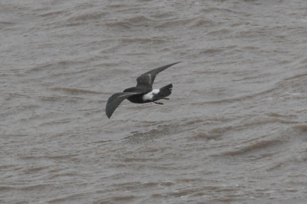 Storm Petrel