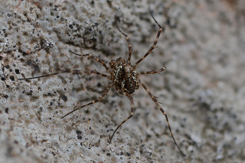 Megabunus diadema